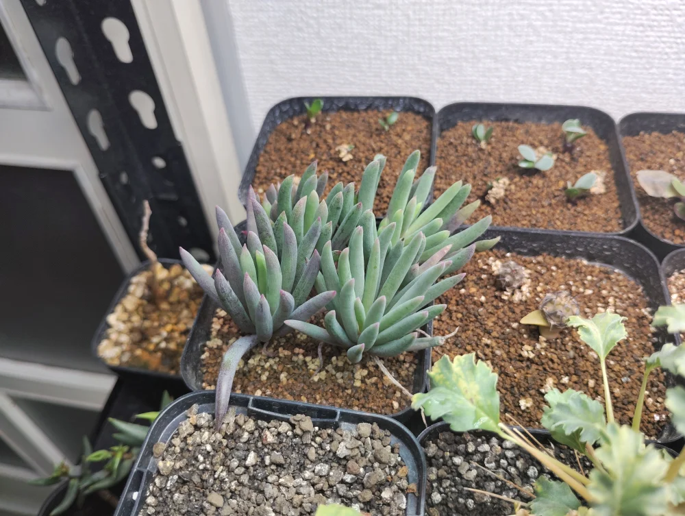 Othonna carnosa (オトンナ カルノーサ)