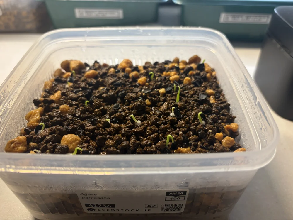 アガベパラサナ