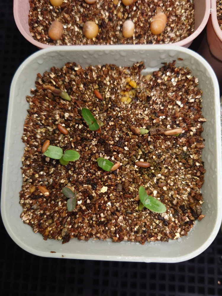 Pachypodium rosulatum var. eburneum (パキポディウム エブレネウム)