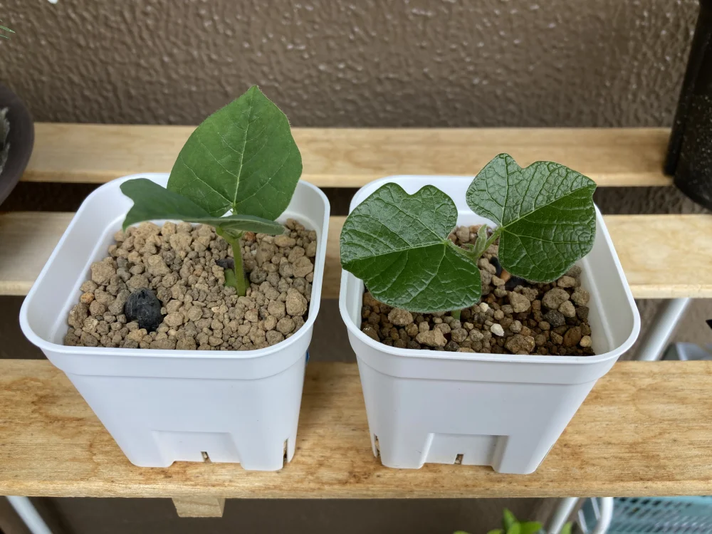 Erythrina latissima (エリスリナ ラティッシマ)
