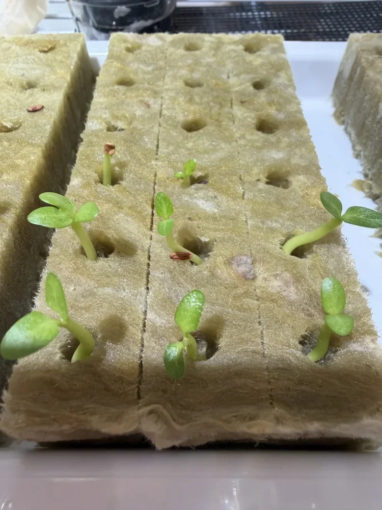 Pachypodium rosulatum var. eburneum (パキポディウム エブレネウム)