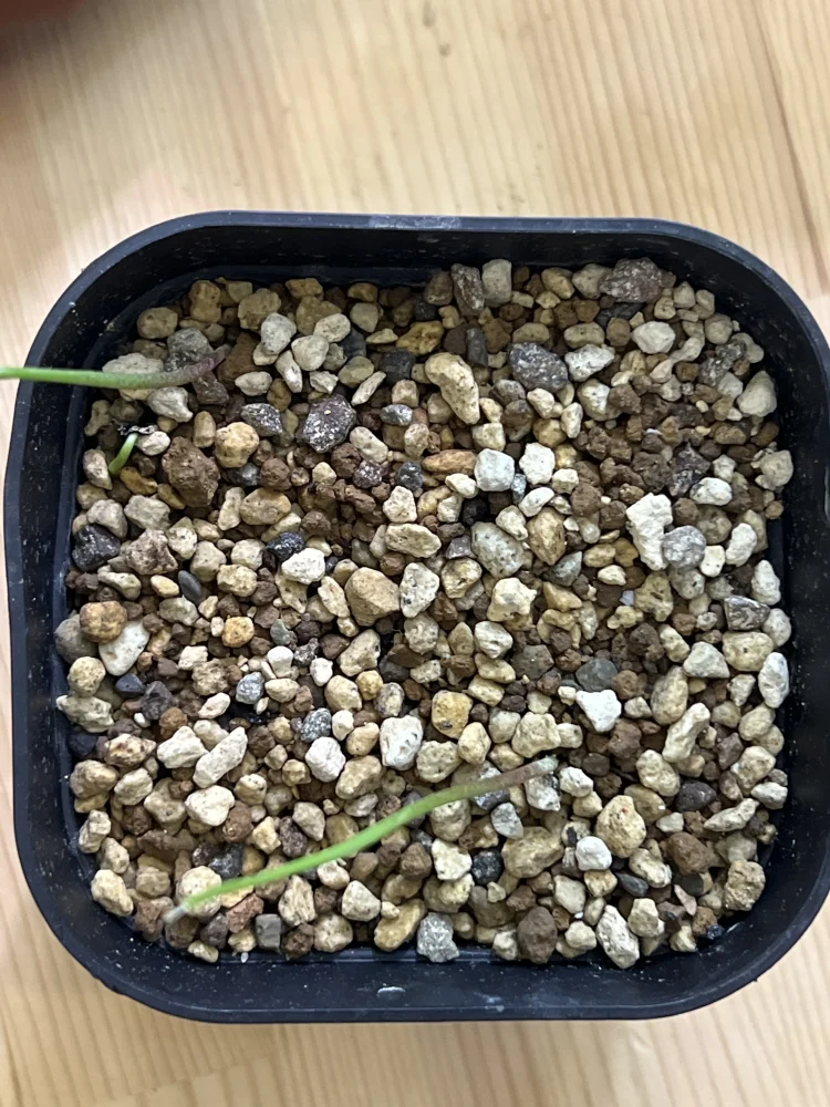 Agave ([プレゼント種子])