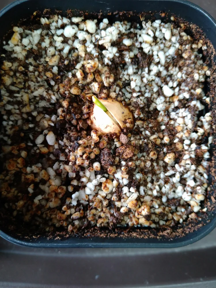 Cycas debaoensis (サイカス デバオエンシス)