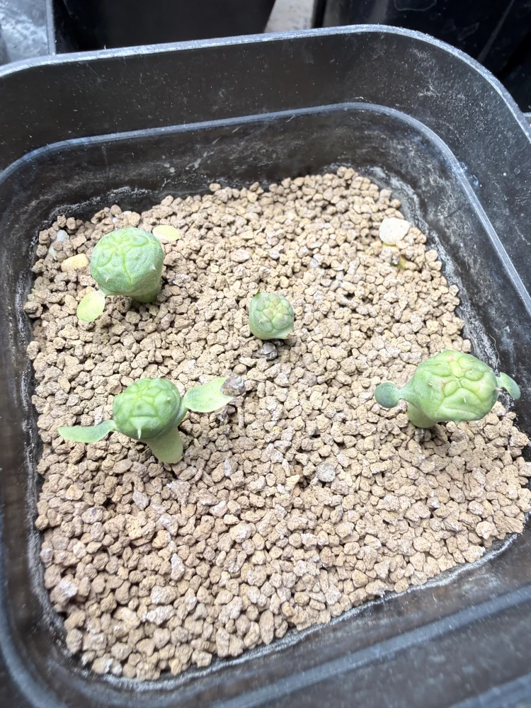 Euphorbia obesa (ユーフォルビア オベサ)