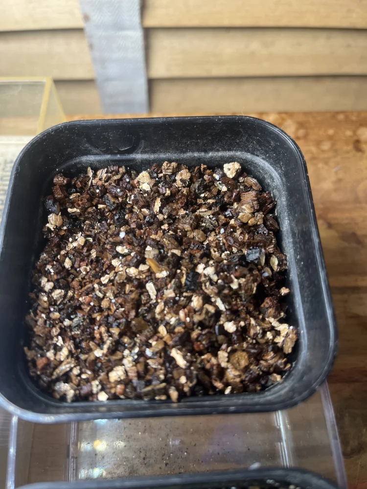 Pachypodium rosulatum var. makayense Lot. FREE ([2026/6/8ご注文分で終了｜プレゼント種子] パキポディウム マカイエンセ)