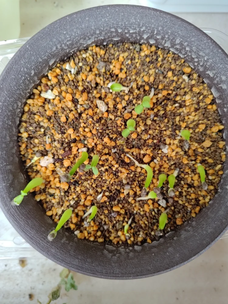 Euphorbia obesa (ユーフォルビア オベサ)
