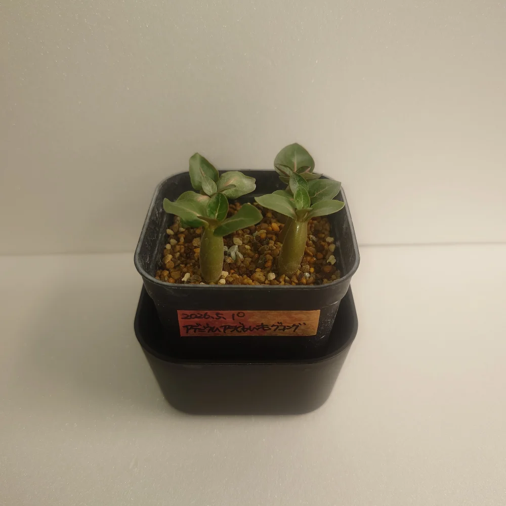 Adenium arabicum King Kong (アデニウム アラビカム キングコング)