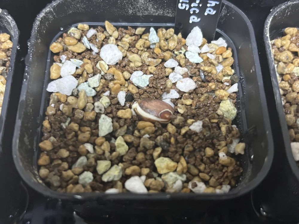 Jatropha podagrica (ヤトロファ ポダグリカ)