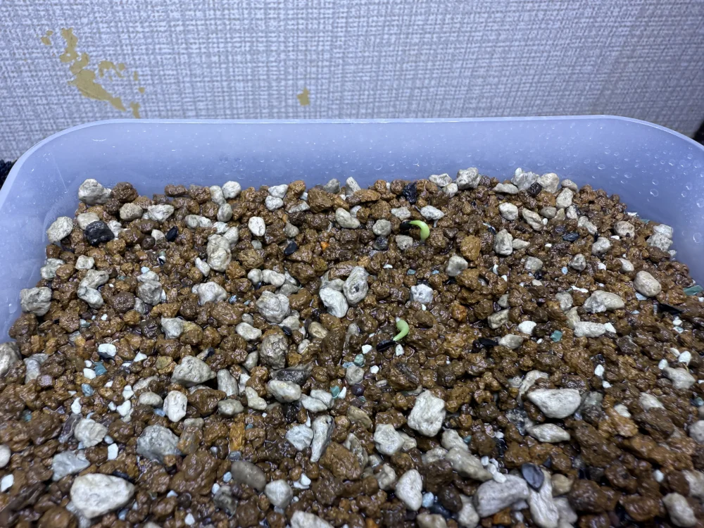 Agave titanota 'Blue' (アガベ チタノタブルー)