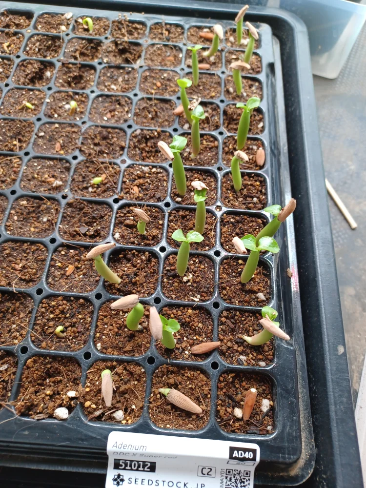 Adenium DDC X Super red (アデニウム)