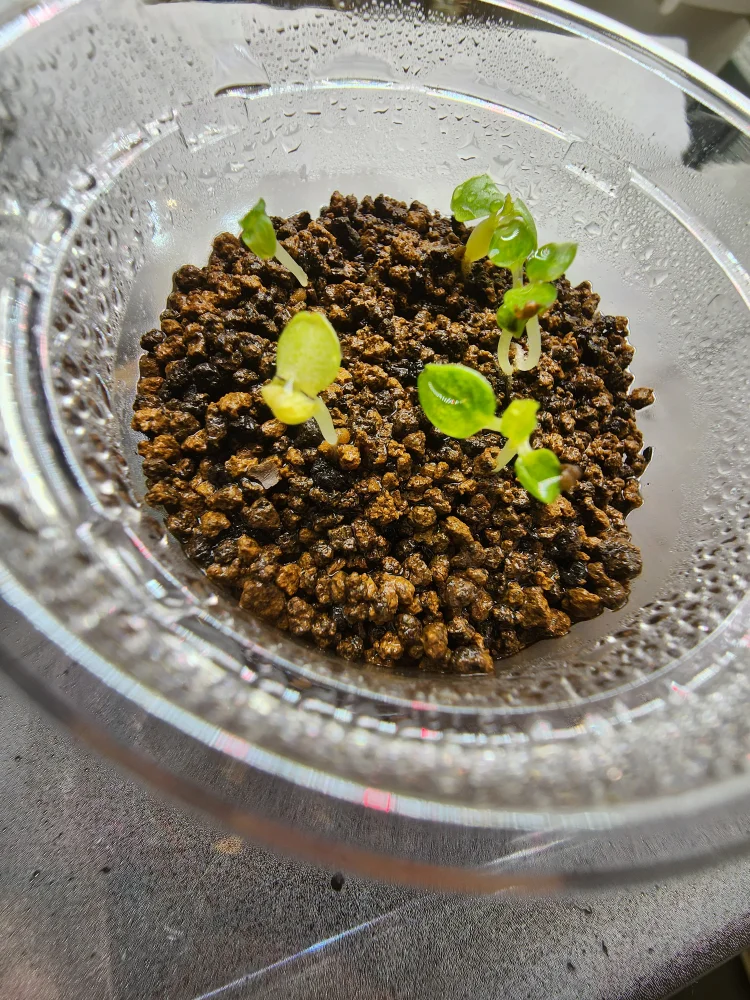 Dorstenia horwoodii  hybrid variegate (ドルステニア ホルウッディバリエゲイト)