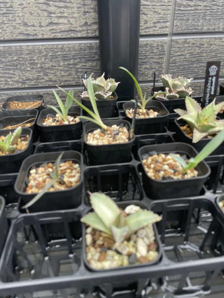 Yucca carnerosana (ユッカ カルネロサーナ)