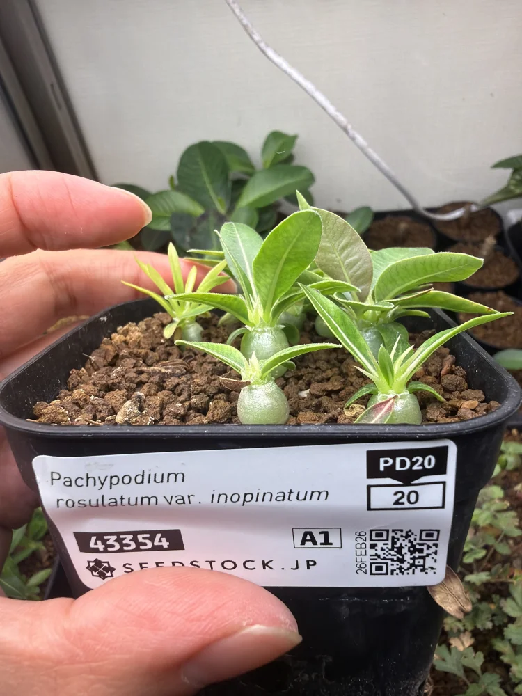 パキポディウム イノピナツム Pachypodium rosulatum var. inopinatum