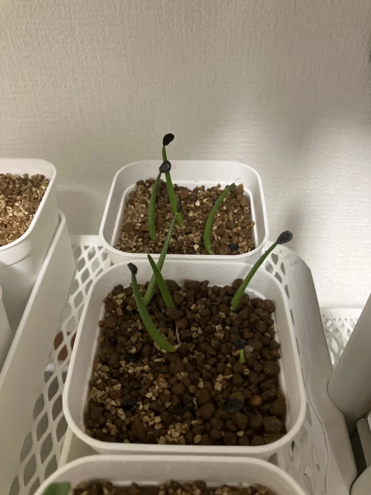 Agave x gracilipes (アガベ グラシリペス)