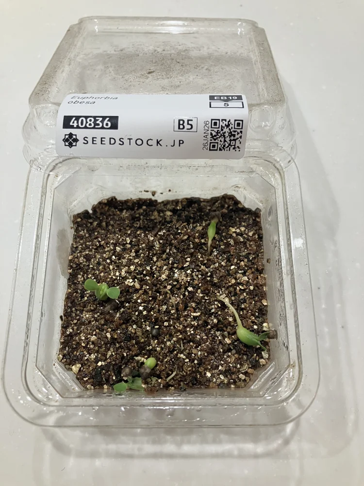 Euphorbia obesa subsp. obesa (ユーフォルビア オベサ)