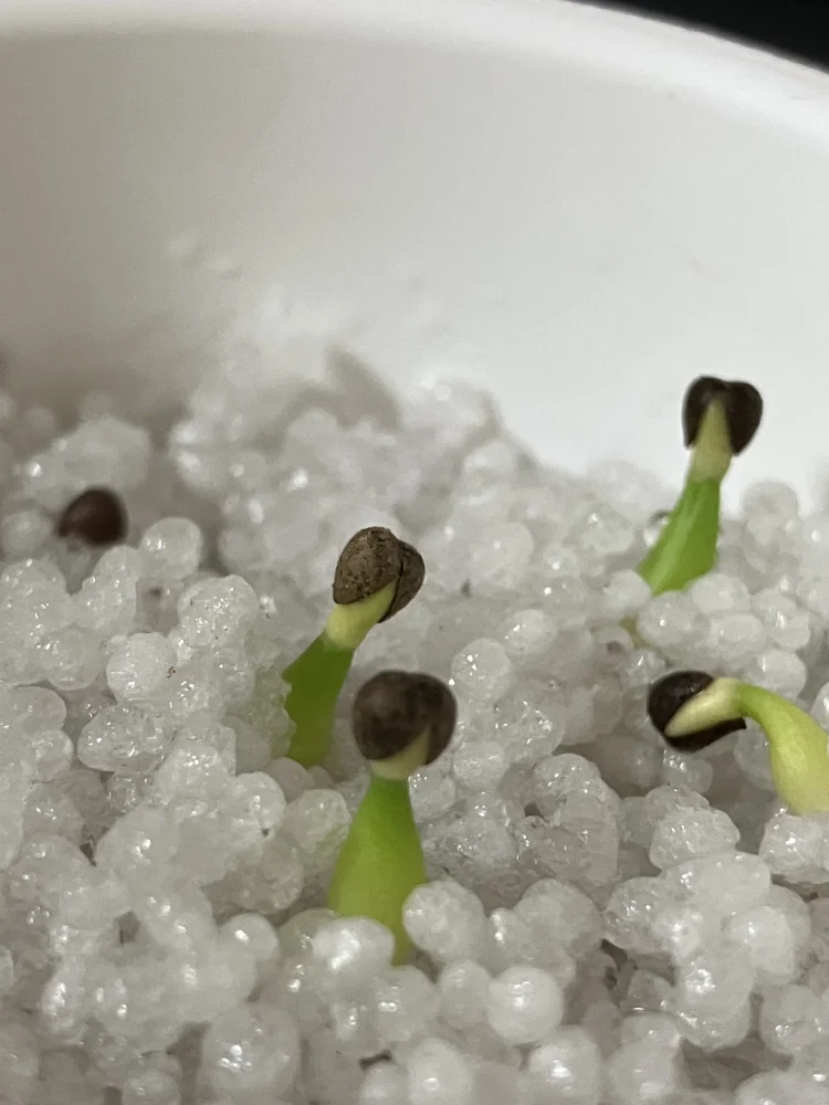 Euphorbia obesa (ユーフォルビア オベサ)