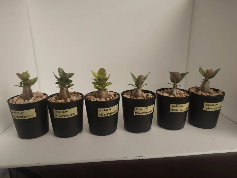 Adenium arabicum Godji (アデニウム アラビカムゴッジ)