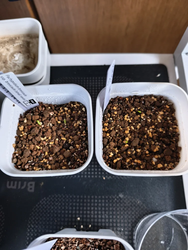 Pachypodium brevicaule ssp. brevicaule (パキポディウム ブレビカウレ 小粒)