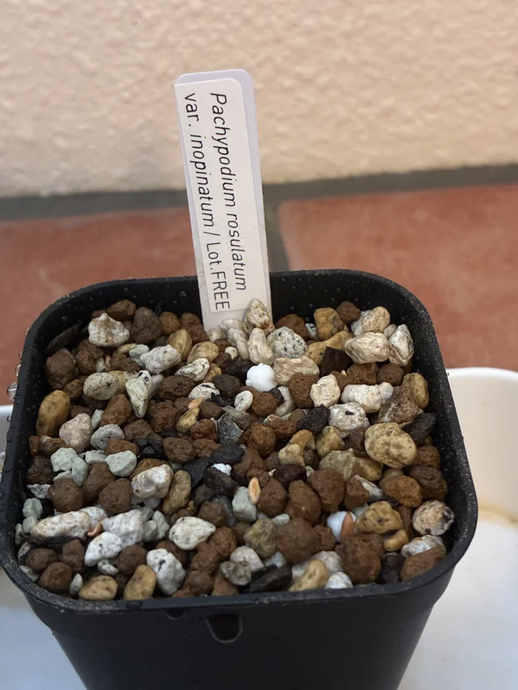 Pachypodium rosulatum var. inopinatum ([プレゼント種子 3月22日まで] パキポディウム イノピナツム)