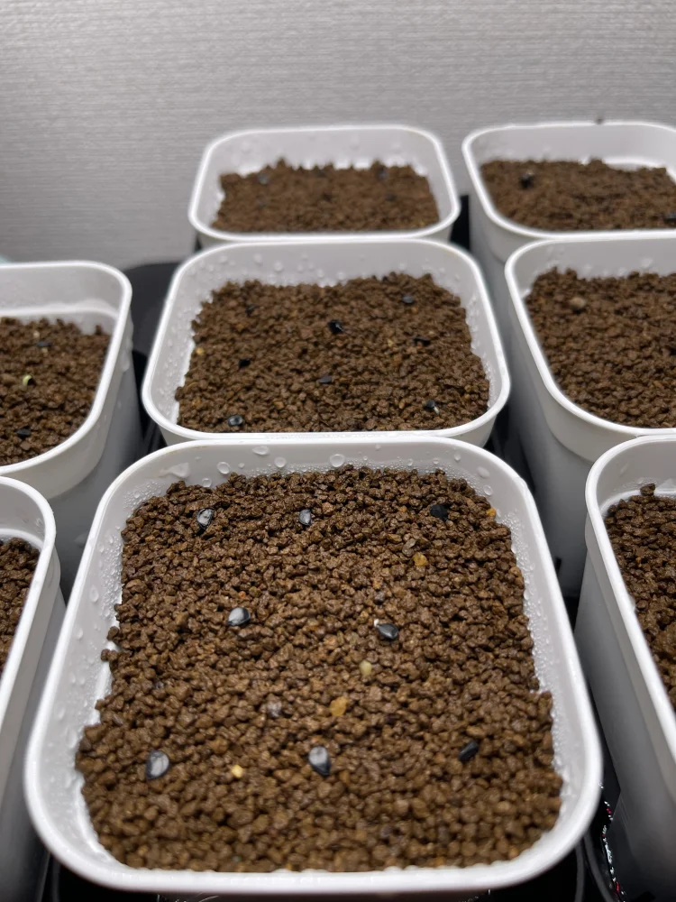  アガベ エボリスピナ ヴェガス 2023 Agave utahensis var. eborispina 'Vegas' Lot.2023