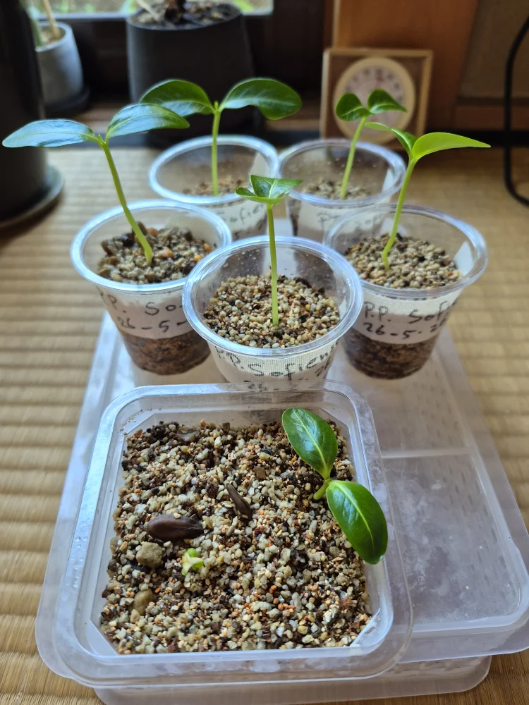 Pachypodium sofiense (パキポディウム ソフィエンセ)