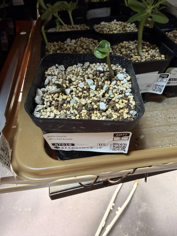 Adenium dhofarense (アデニウム ドファレンセ)