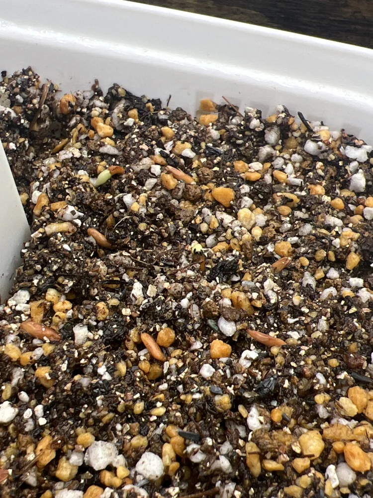 パキポディウム グラキリス Lot.2025H Pachypodium rosulatum var. gracilius Lot.2025H