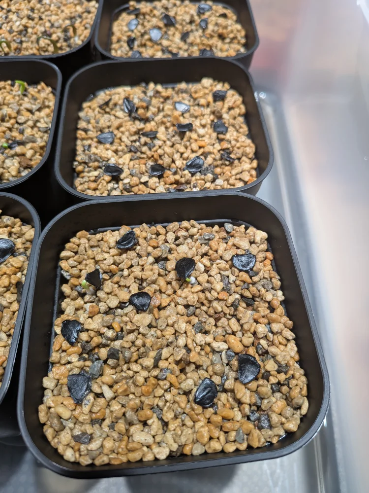 Agave ([プレゼント種子])