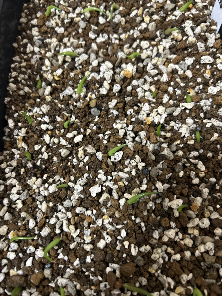 Agave victoriae-reginae (アガベ ビクトリアレジーナエ 笹の雪)