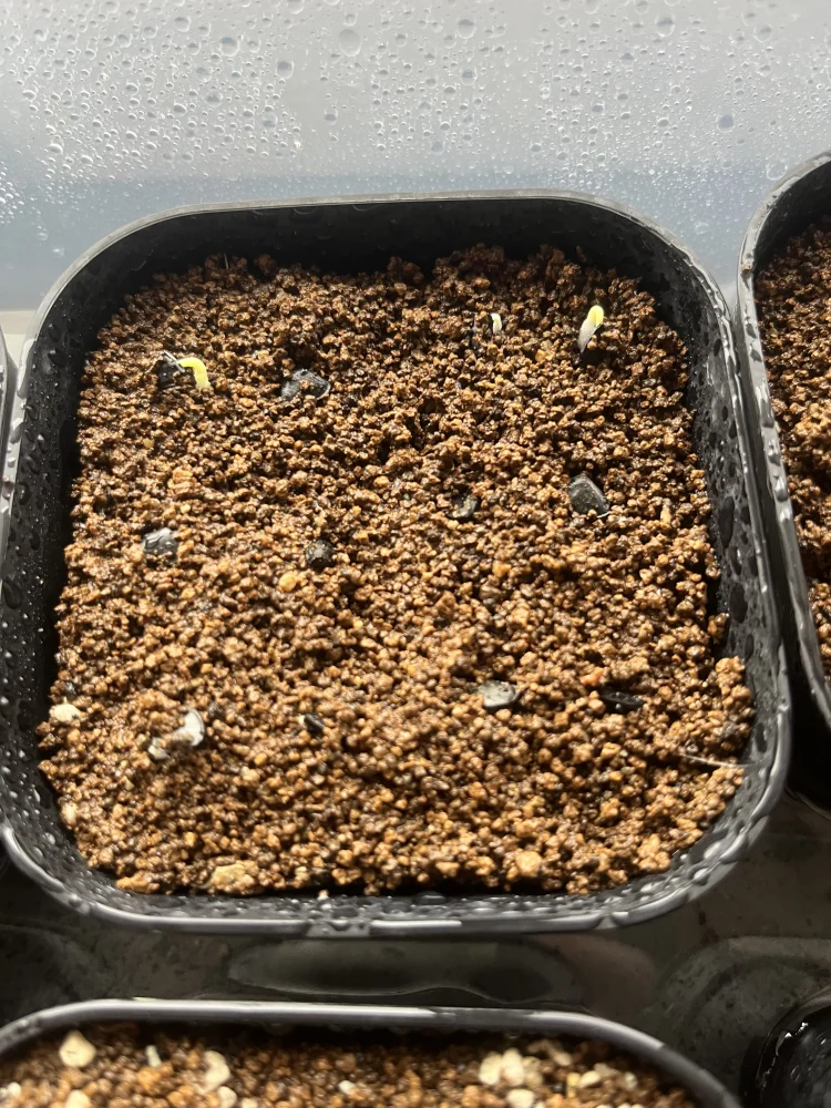 アガベ グアダラハラナ Agave guadalajarana