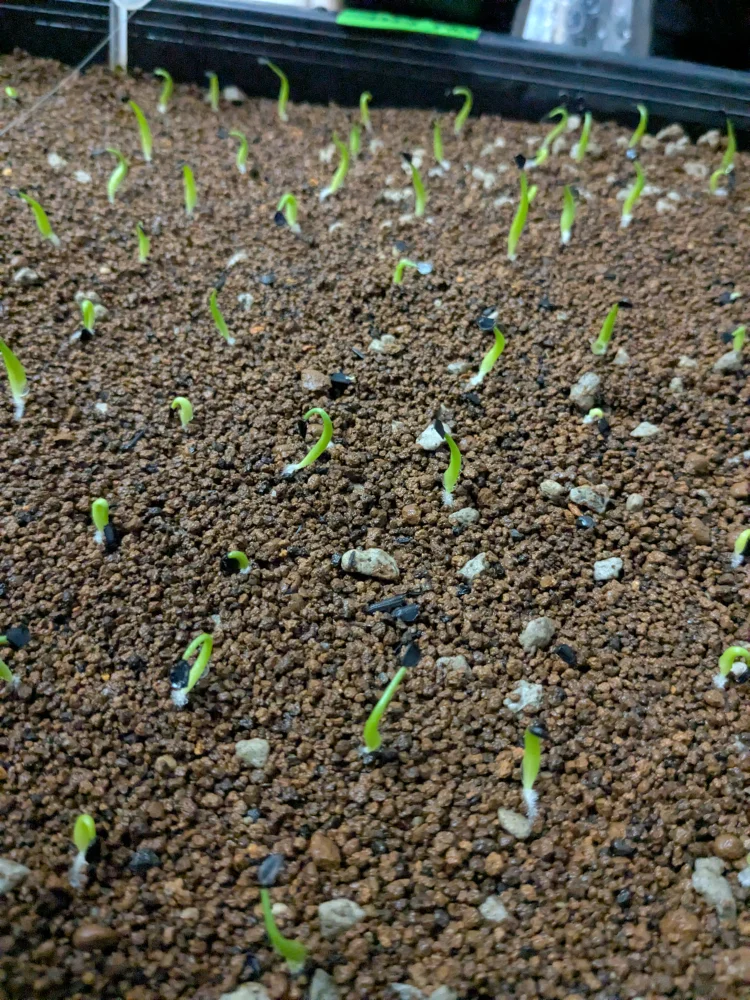 アガベ チタノタブルー Agave titanota Blue｜人気品種 初心者向け 発芽しやすい