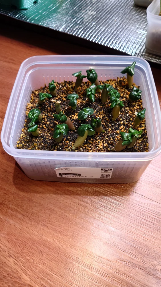 DHA PMK Adenium DHA PMK (アデニウム)