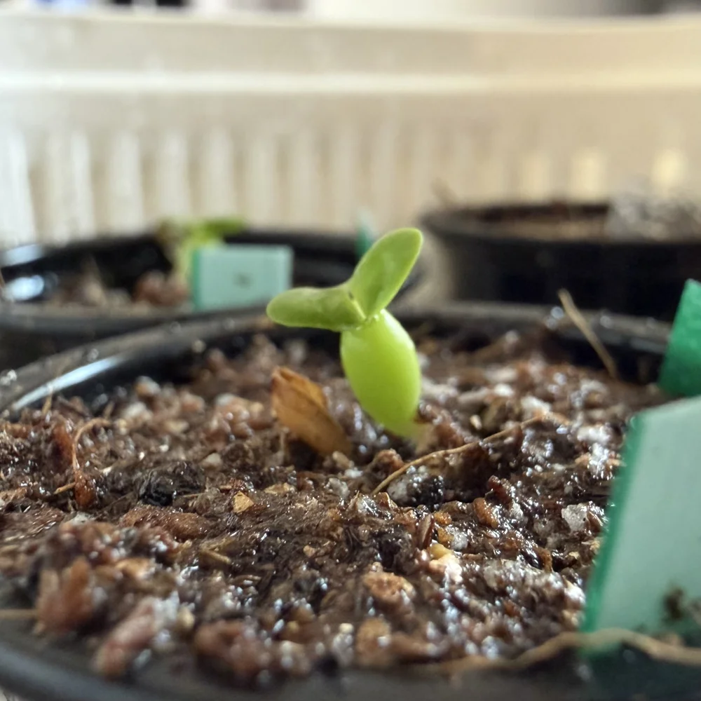 種子専門ショップ 多肉植物・塊根植物・観葉植物 - SEEDSTOCK