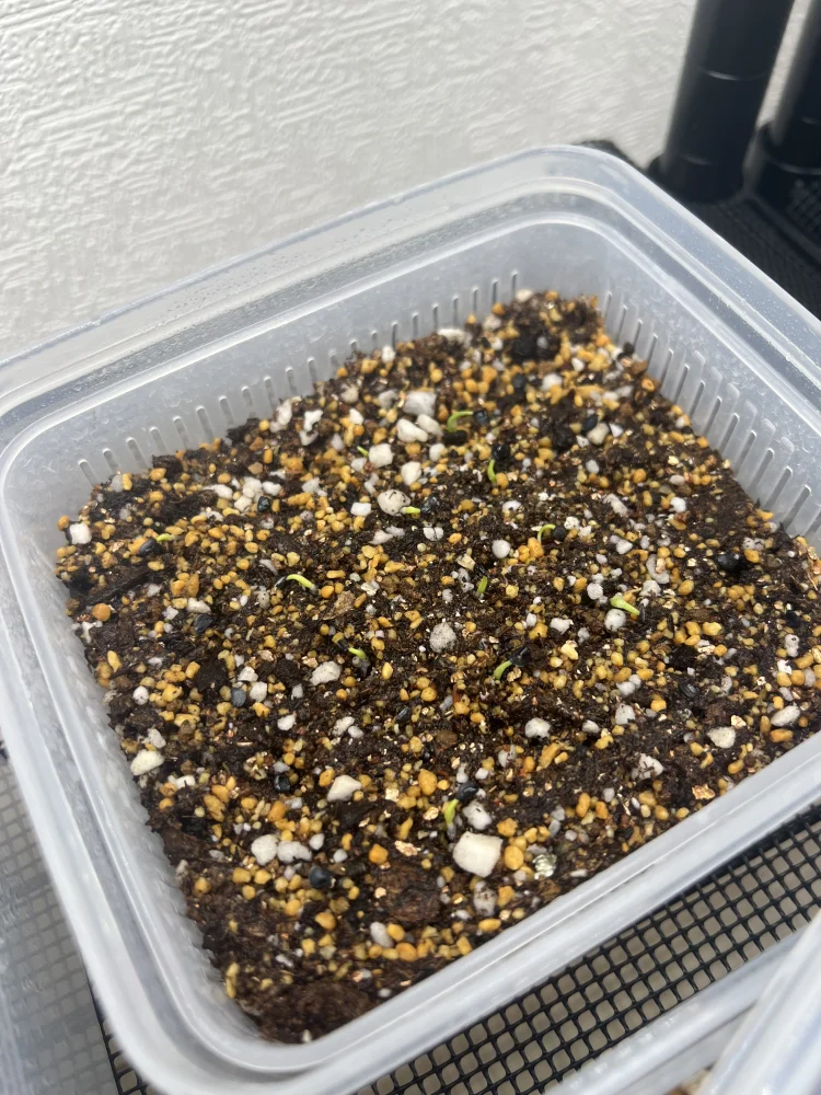 アガベ エボリスピナ Agave utahensis var. eborispina