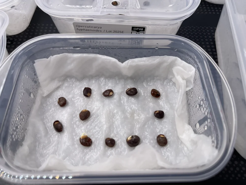 Opuntia hirsutissima (オペルクリカリア ヒルスティッシマ)