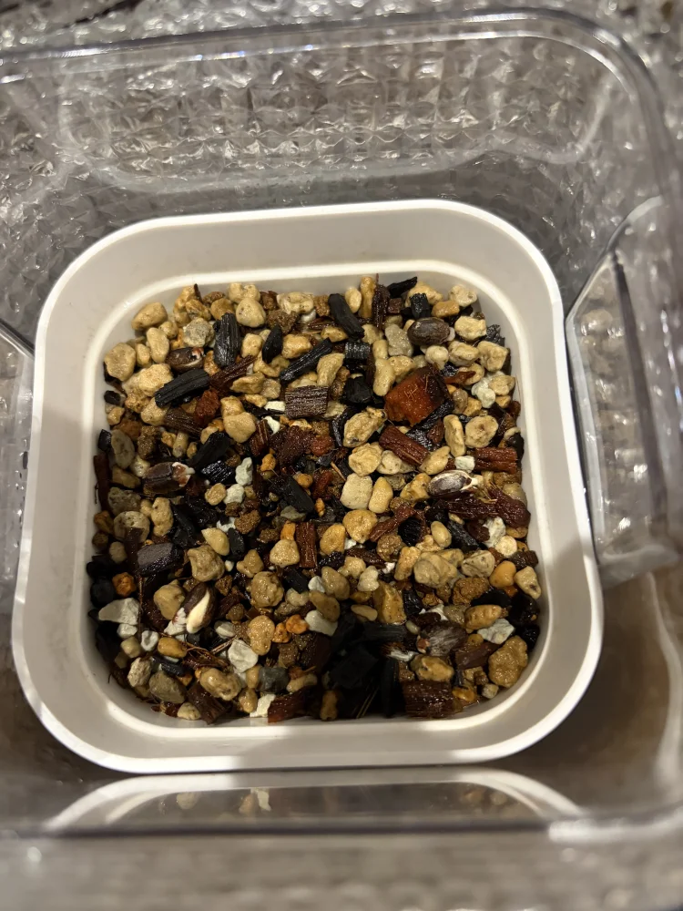 Jatropha conzattii (ヤトロファ コンザッティ)