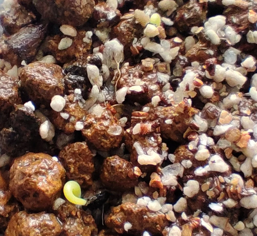 Agave megalodonta (アガベ メガロドンタ)