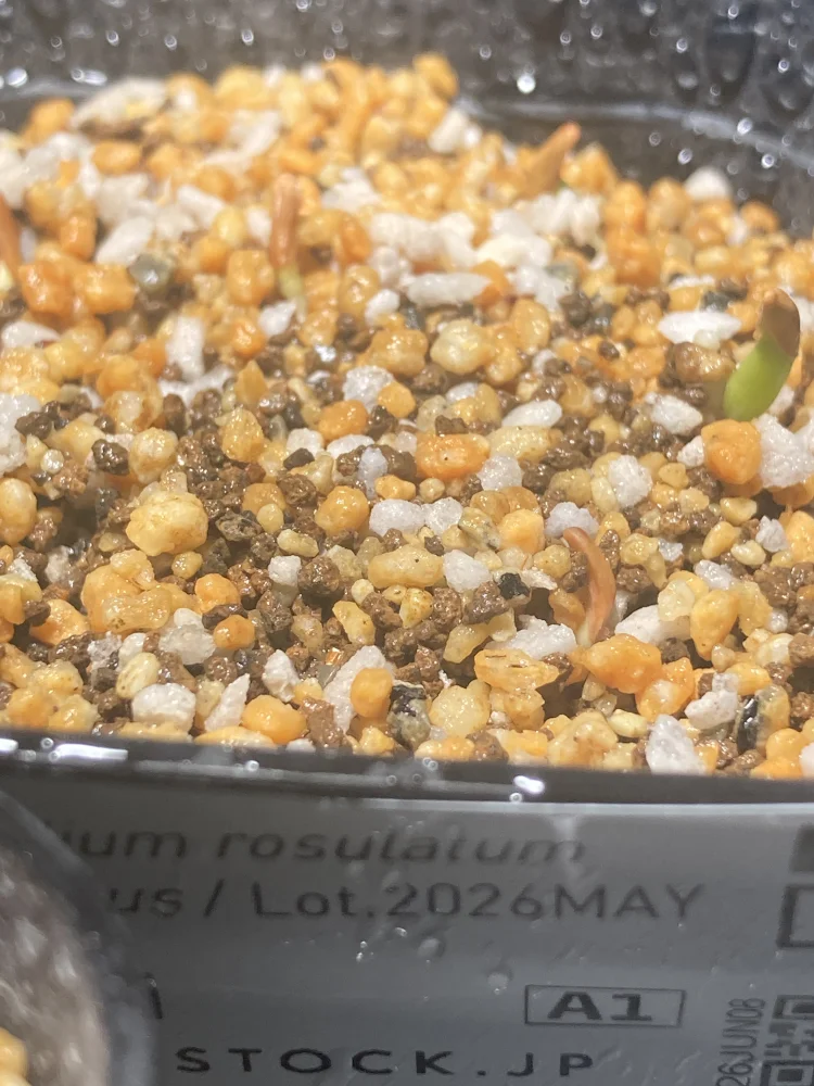パキポディウム グラキリス Lot.2025H Pachypodium rosulatum var. gracilius Lot.2025H