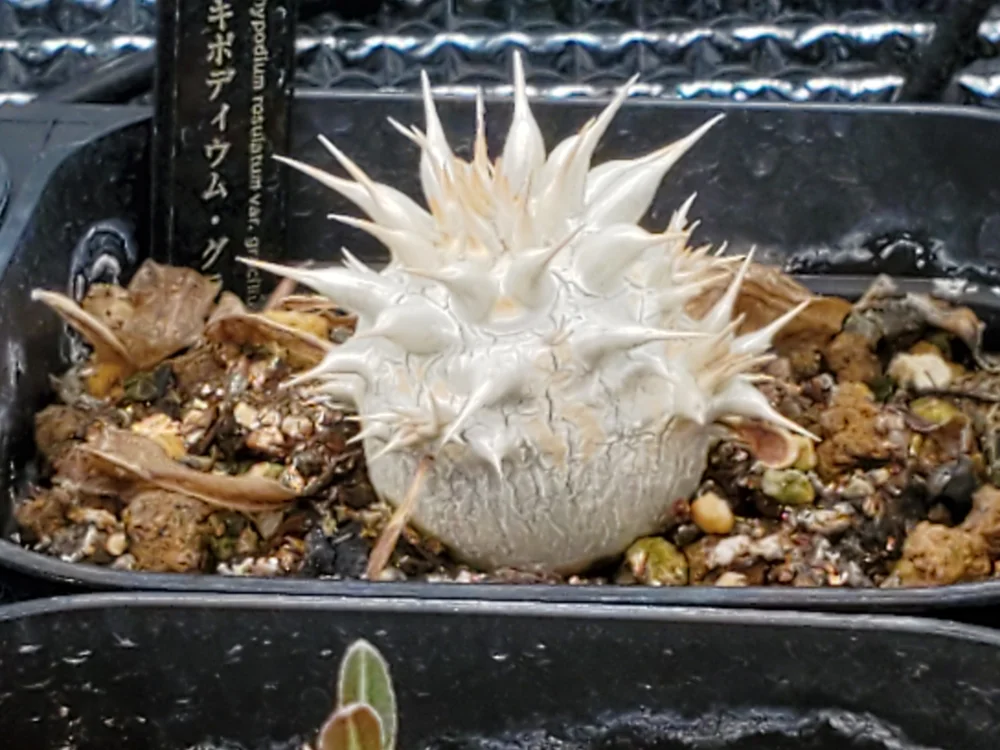 パキポディウム・グラキリス