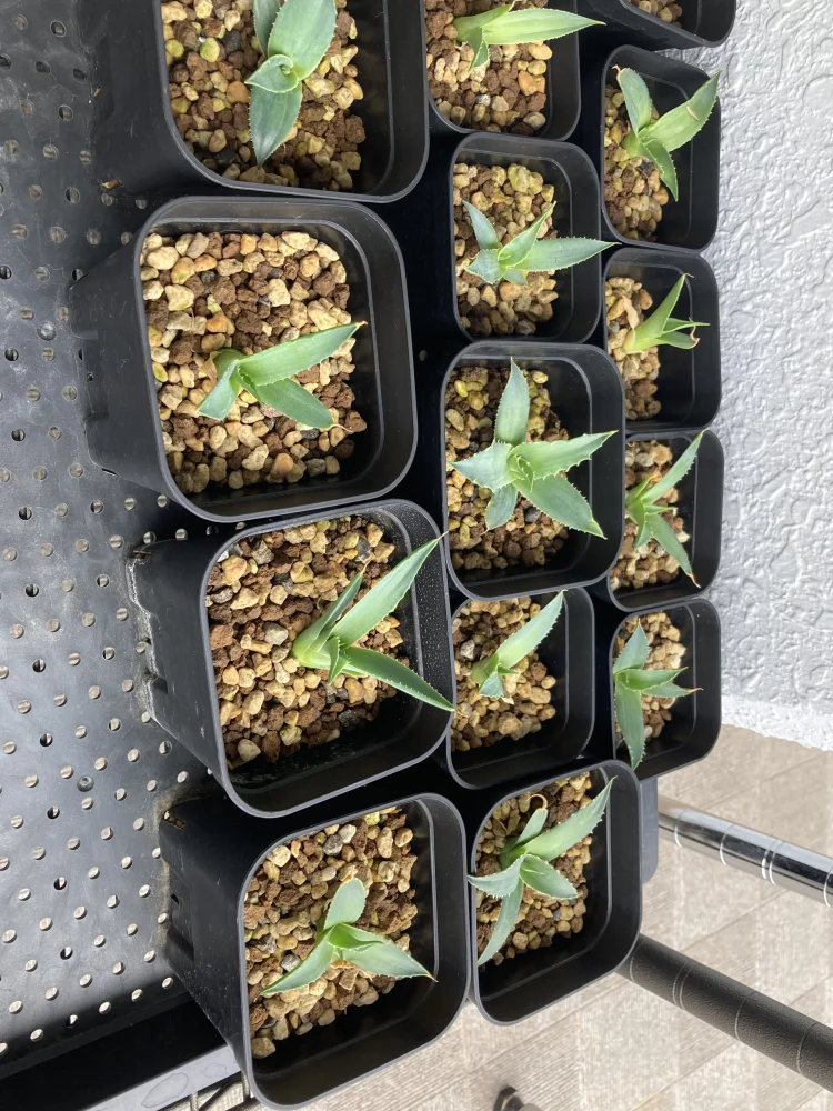 Agave utahensis var. eborispina Vegas (アガベ エボリスピナ ヴェガス)