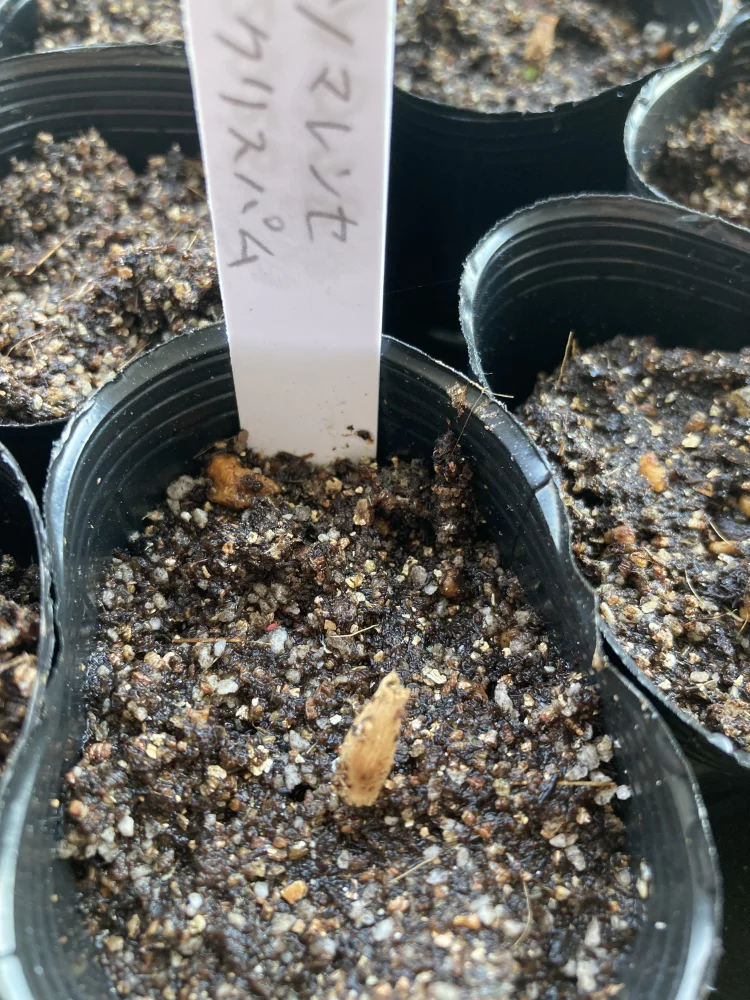Adenium somalense var. crispum