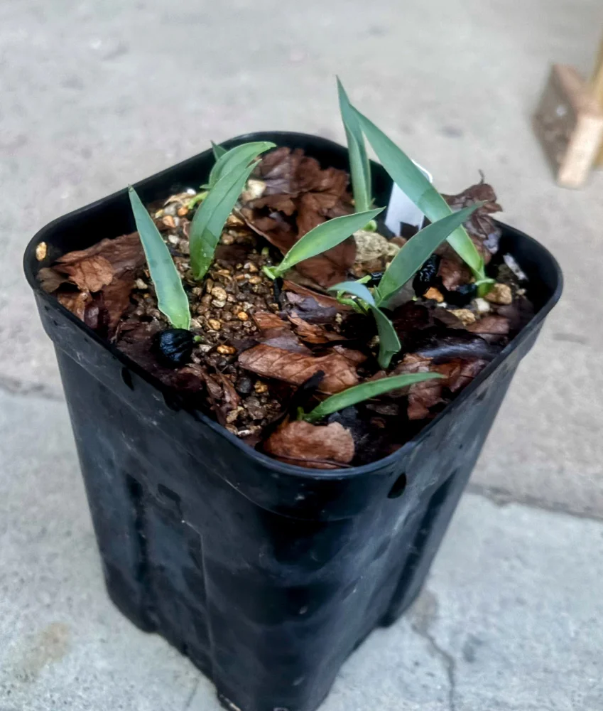 Yucca baccata (ユッカ バッカタ)