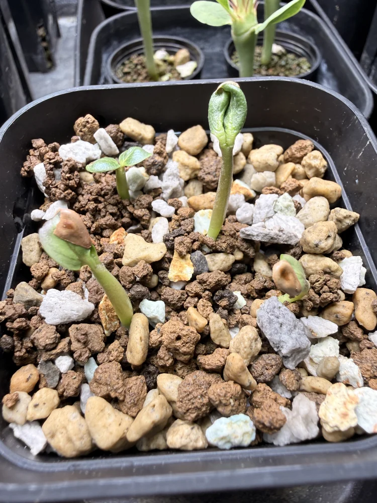 Pachypodium windsorii (パキポディウム ウィンゾリー)