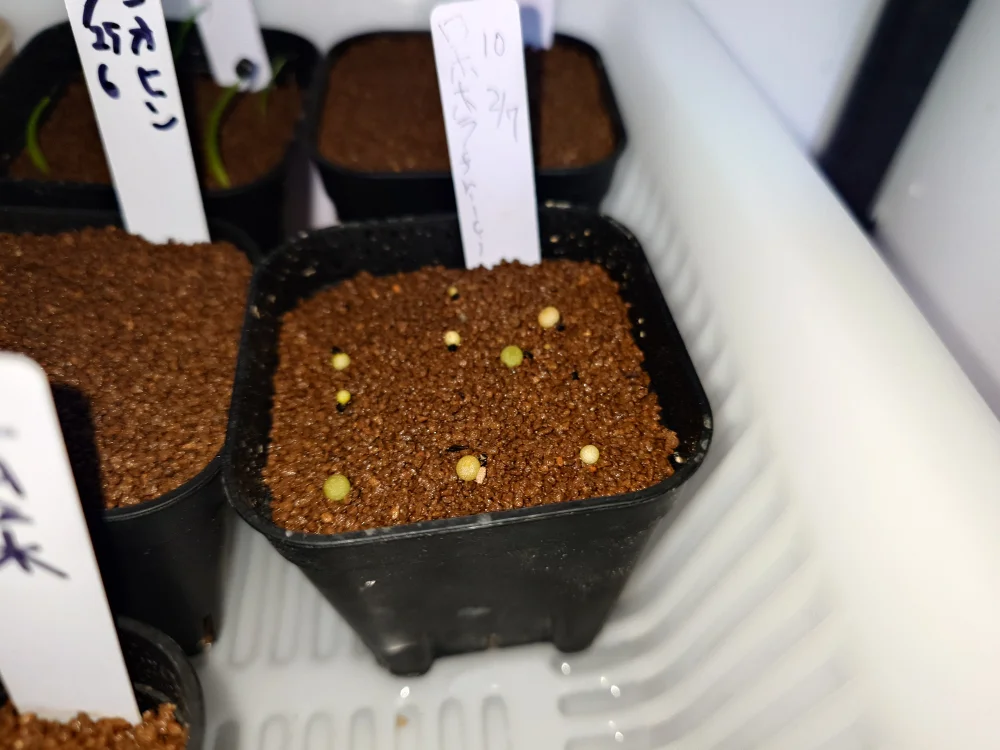 Lophophora fricii (ロフォフォラ 疣銀冠玉)