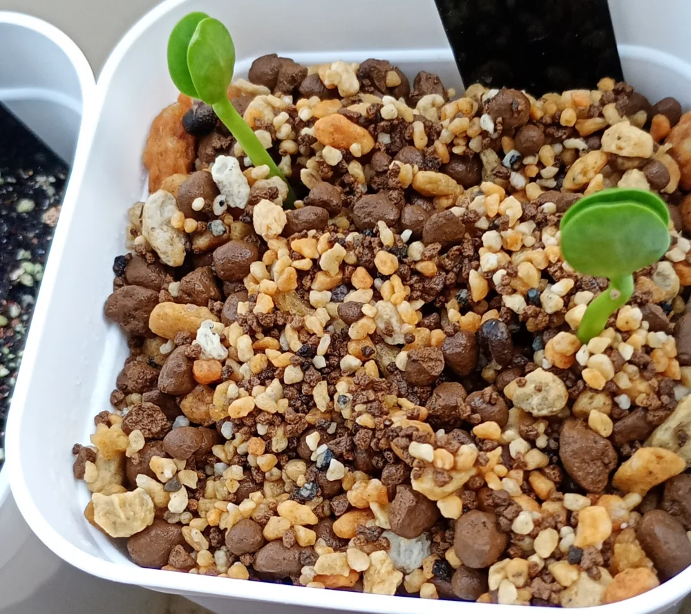 ギラウミニアアナ　種子 30粒 種子] ユーフォルビア ギラウミニアナ Euphorbia guillauminiana