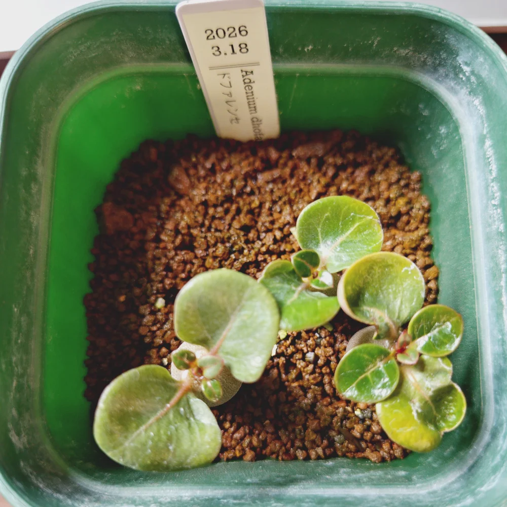 Adenium dhofarense (アデニウム ドファレンセ)