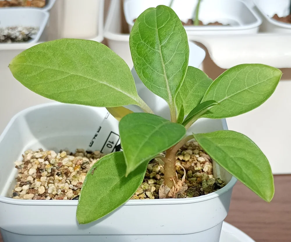 Phytolacca dioica (フィトラッカ ディオイカ)