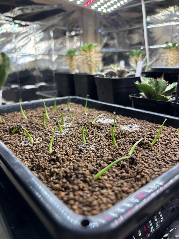 Agave utahensis var. eborispina (アガベ エボリスピナ)