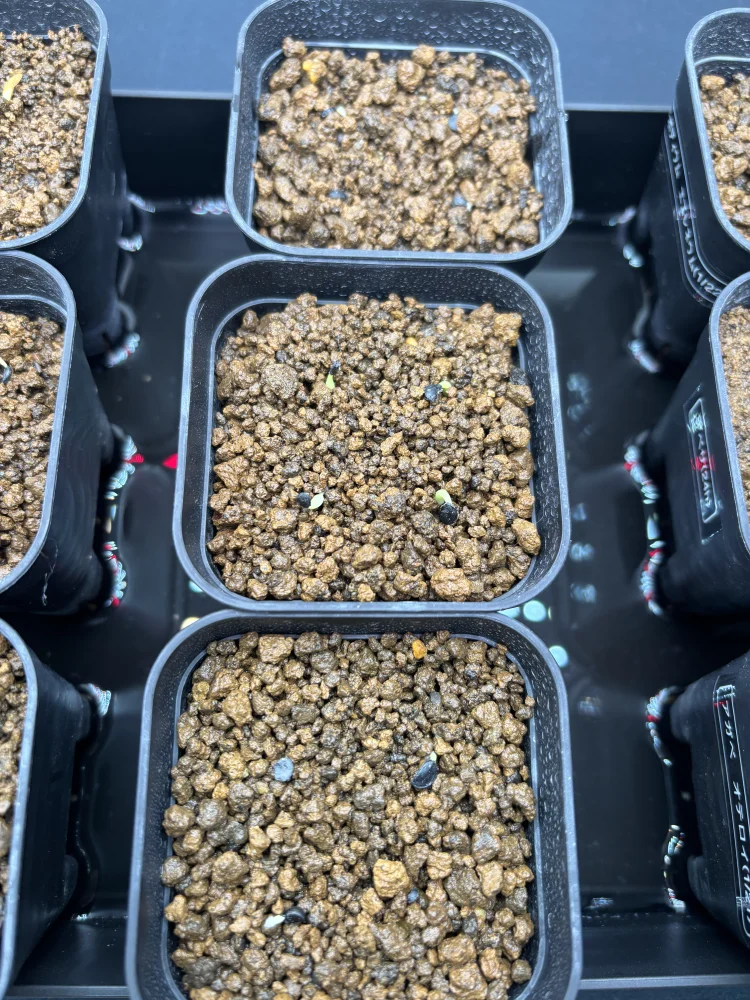 Agave oteroi (アガベ オテロイ)