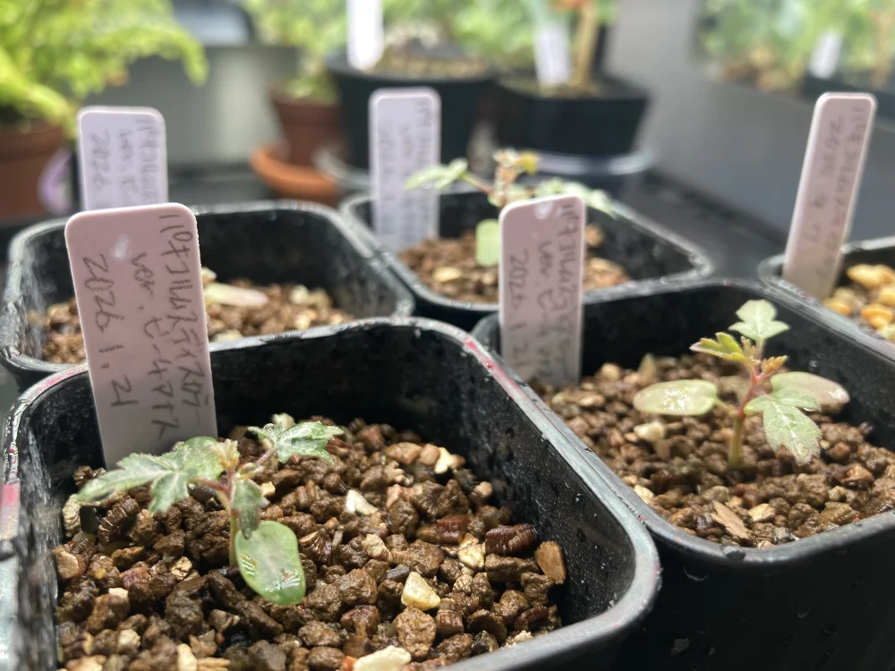 Pachycormus discolor var. veatchianus (パキコルムス ディスカラー ビーチアナス)